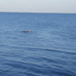 Meet your Posher, Liz